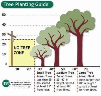 tree planting guide